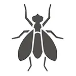 Pest Control Gold Coast