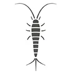 Pest Control Gold Coast