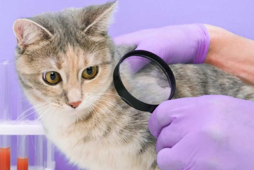 Big Red Gold Coast|Fleas