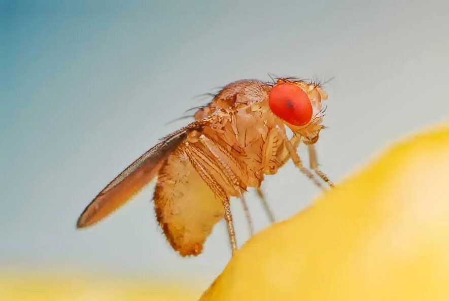 Big Red Gold Coast|Fruit Flies