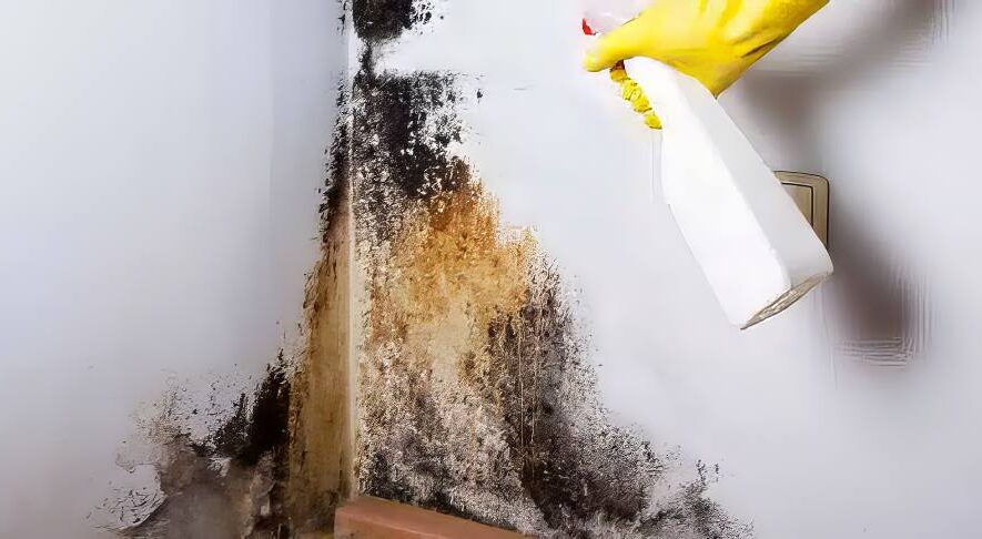 Mould Removal