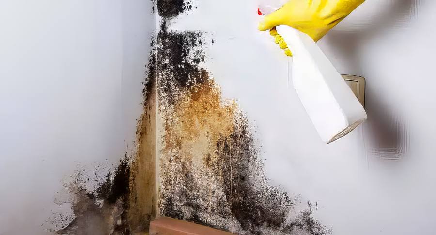 Mould Removal