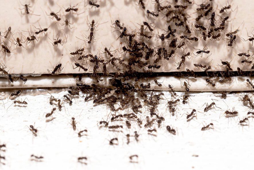 Big Red Gold Coast|Ants