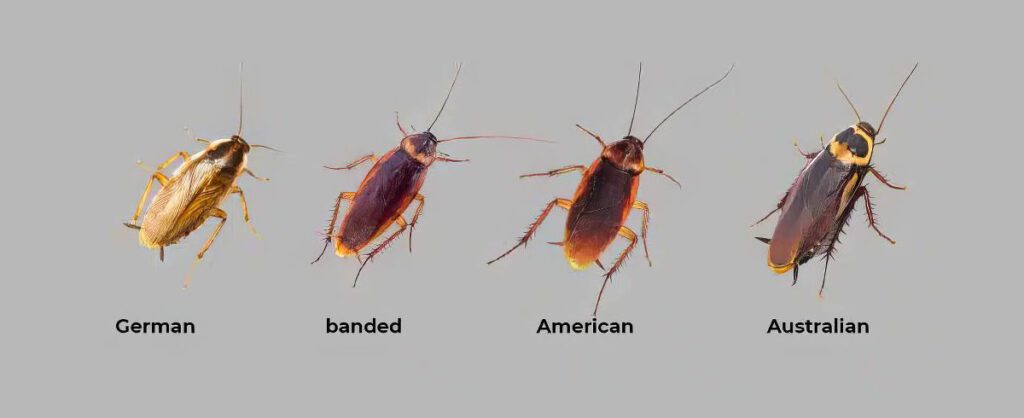 Big Red Gold Coast|Cockroaches