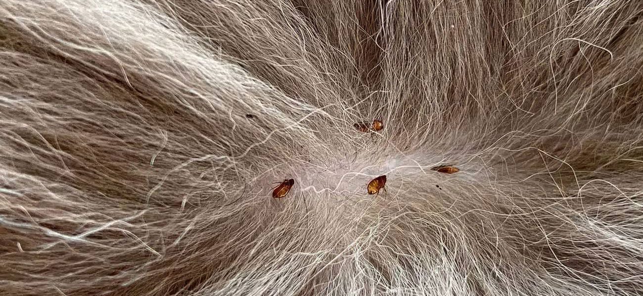 Big Red Gold Coast|Fleas