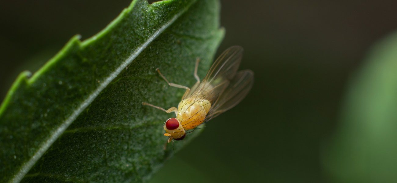 Big Red Gold Coast|Fruit Flies