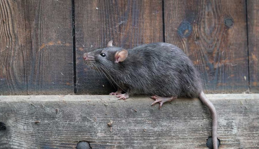 Big Red Gold Coast|Mice/Rodents