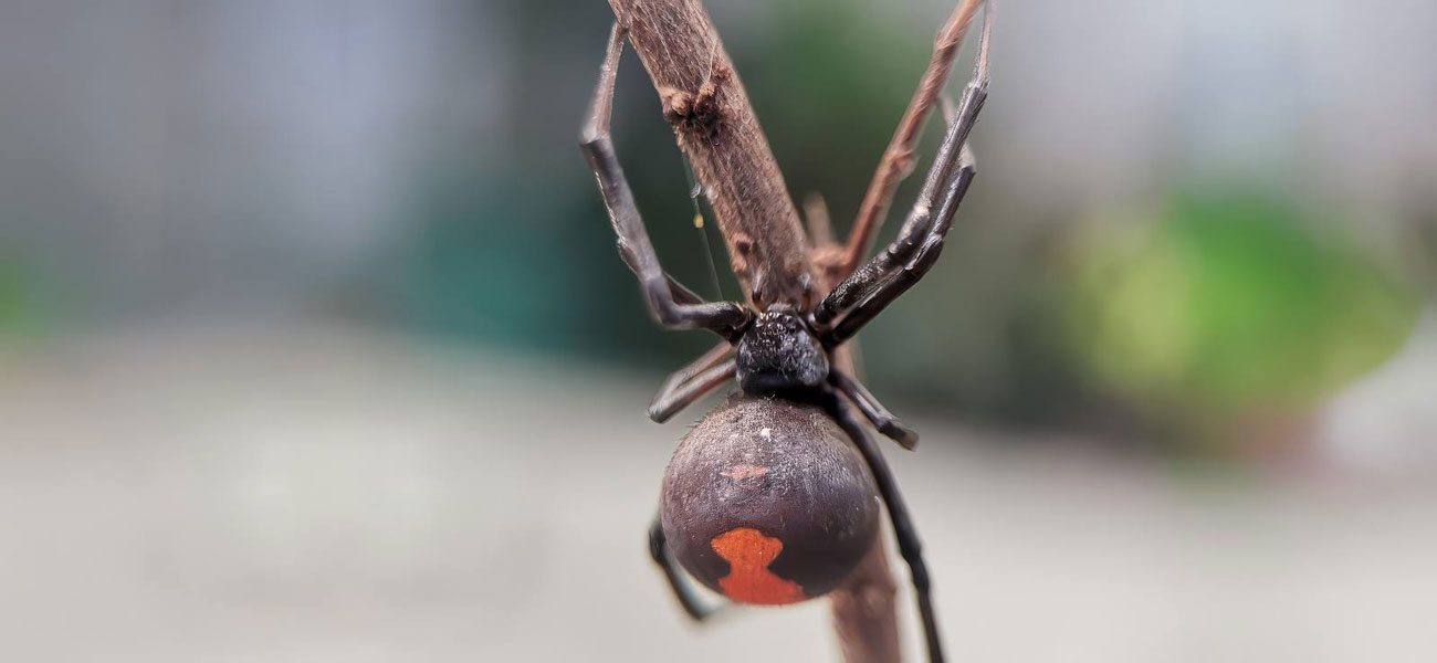 Big Red Gold Coast|Spiders
