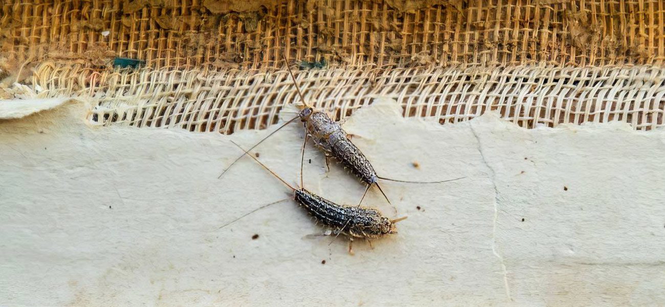 Big Red Gold Coast|Silverfish