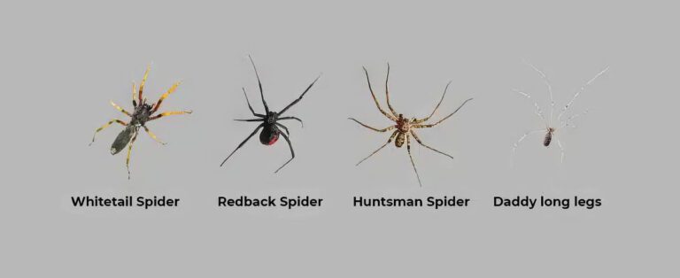 Big Red Gold Coast|Spiders