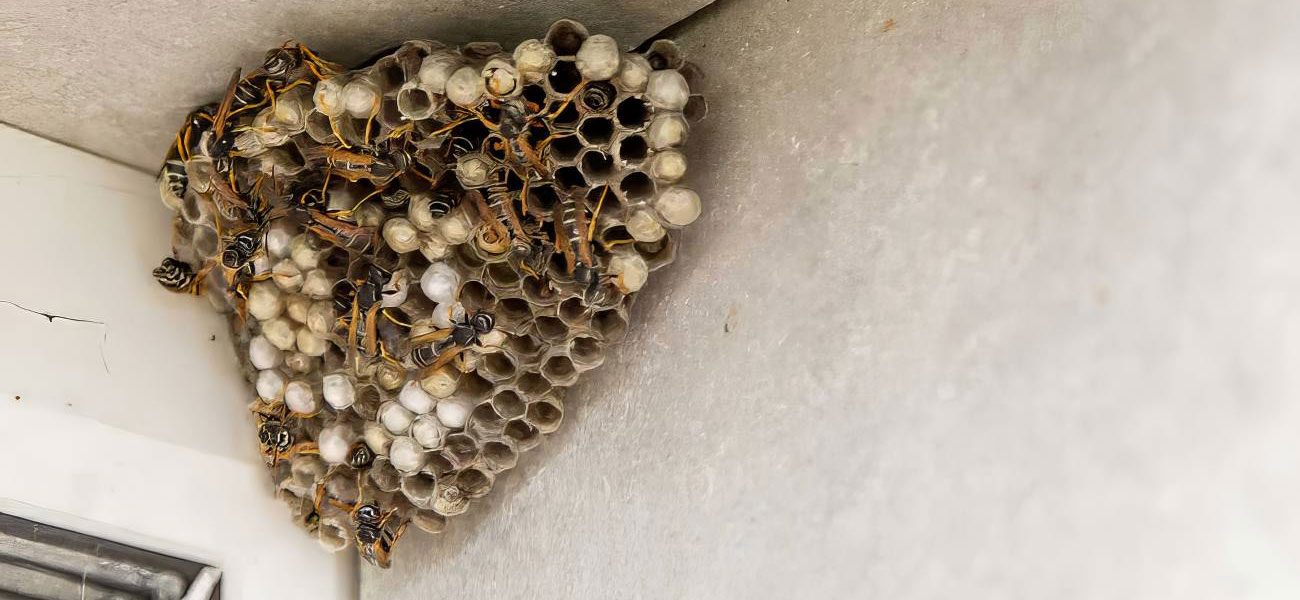 Big Red Gold Coast|Wasps